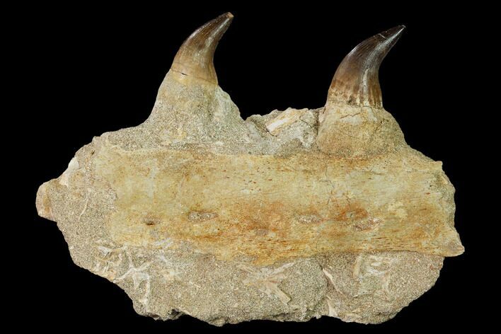 Mosasaur Jaw Section with Two Teeth - Morocco #165993